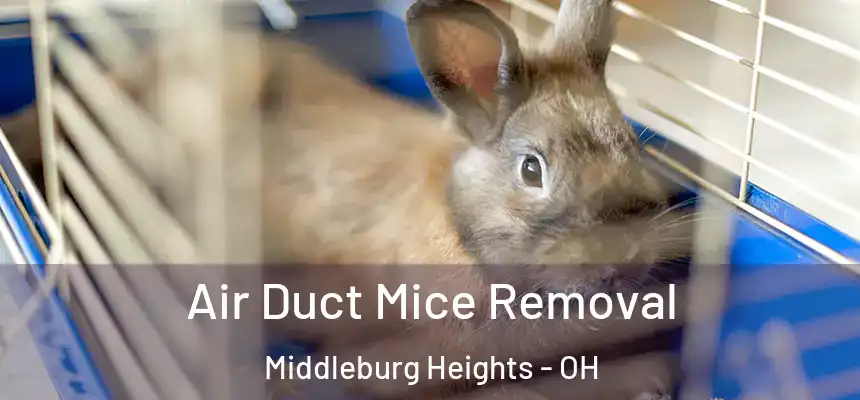  Air Duct Mice Removal Middleburg Heights - OH